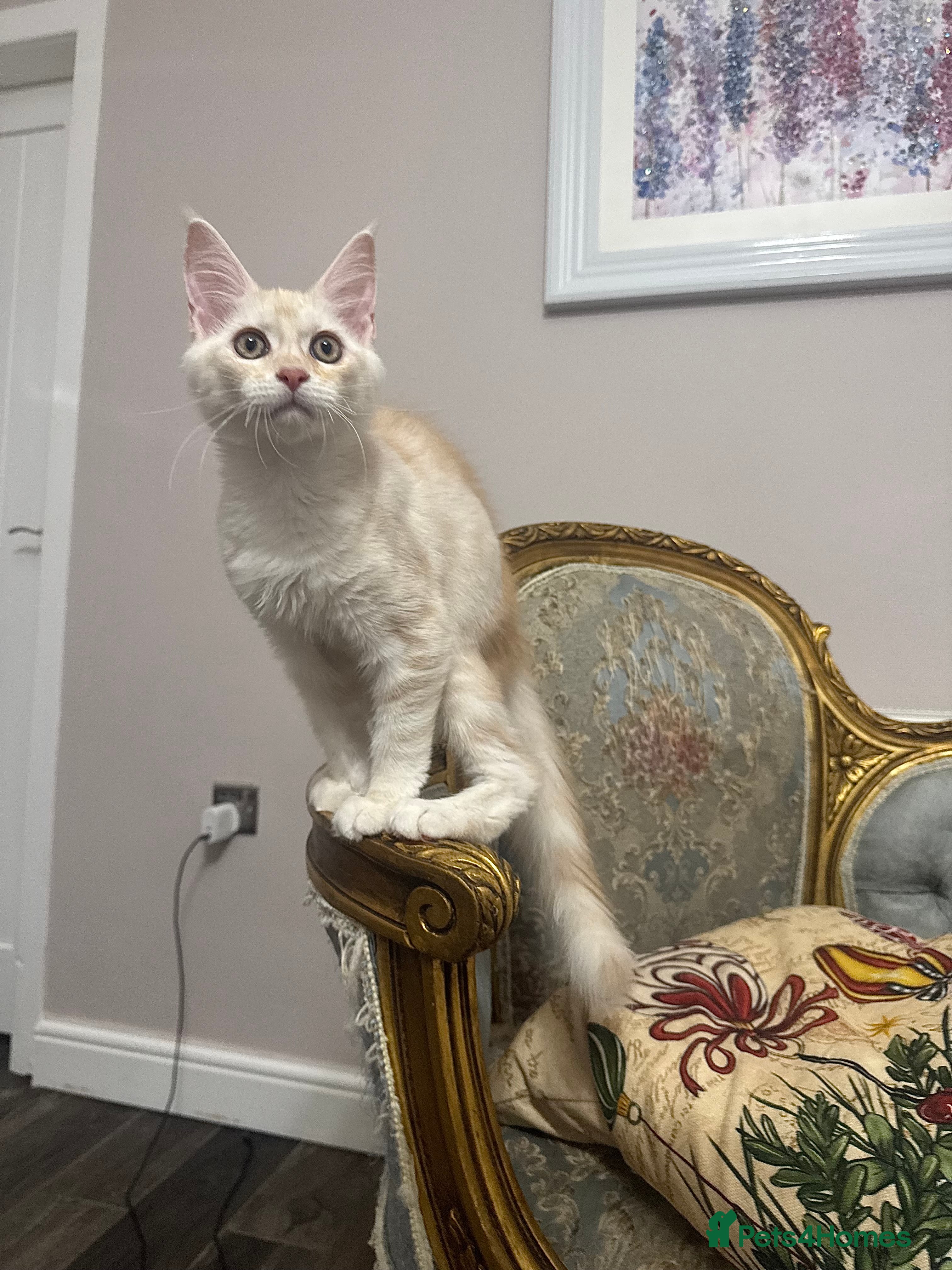 Maine Coon cats Maine Coon Kittens 🏆 20+ gen 🧬 Full Pedigree - Advert 9