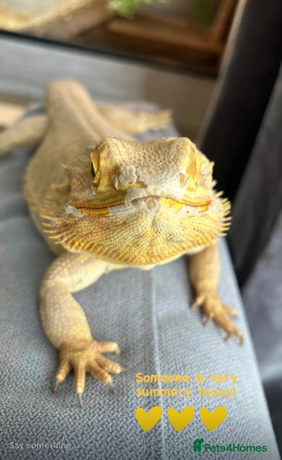 Bearded Dragon reptiles for sale: Bearded Dragon For Rehoming  in Dunstable - Advert 2