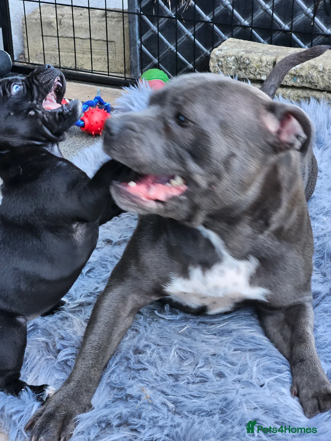 Staffordshire Bull Terrier dogs for sale: Stunning kc reg staffs in Ramsgate - Advert 2