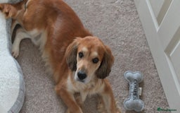 Cocker Spaniel dogs for sale: Meet Cooper – A Friendly, Smart Cocker Spaniel Boy - Image 6