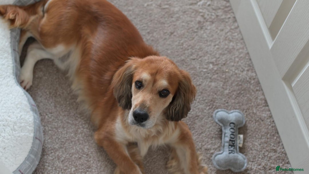 Cocker Spaniel dogs for sale: Meet Cooper – A Friendly, Smart Cocker Spaniel Boy - Image 6