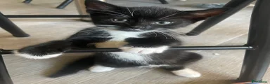 Male tuxedo kitten 