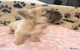 French Bulldog dogs for sale: Visual fluffy French bulldog PUPPYS REDUCED  - Image 9
