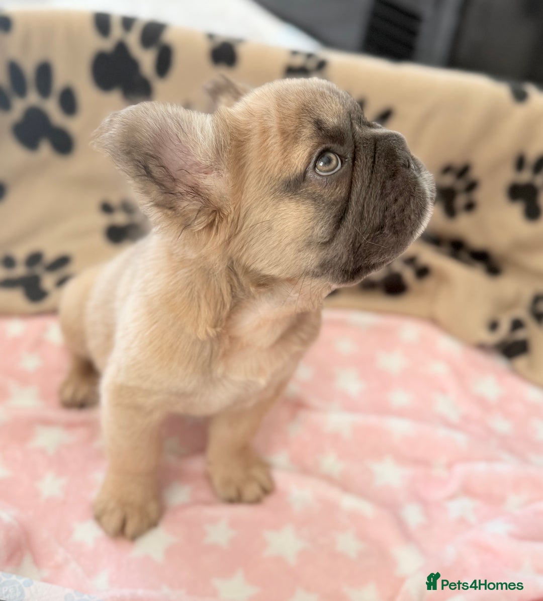 French Bulldog dogs for sale: Visual fluffy French bulldog PUPPYS REDUCED  - Image 9