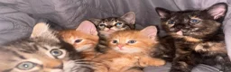 Mixed Breed cats for sale: 9 Loving Kits ready to go to their new homes - Advert 1