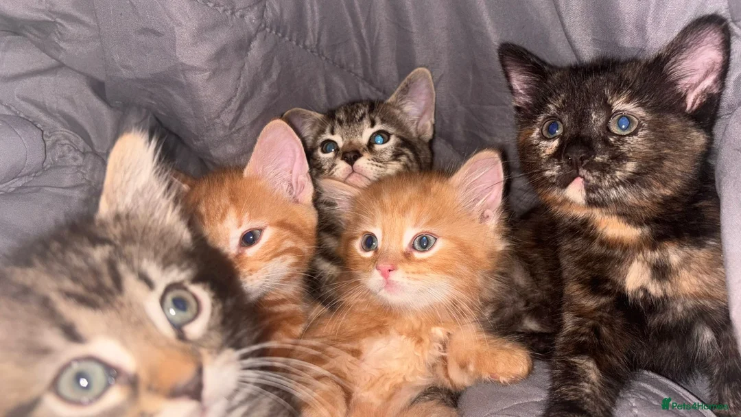 Mixed Breed cats for sale: 9 Loving Kits ready to go to their new homes - Advert 1