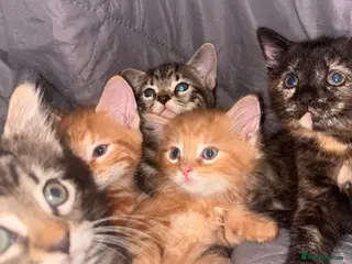 Mixed Breed cats 9 Loving Kits ready to go to their new homes - Advert 1