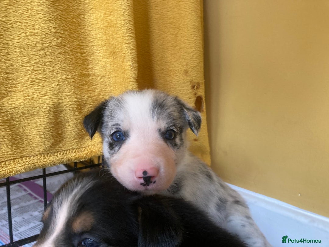 Border Collie dogs for sale: Border Collie Pups Merle, Tri-colour & Blk/wht - Image 23