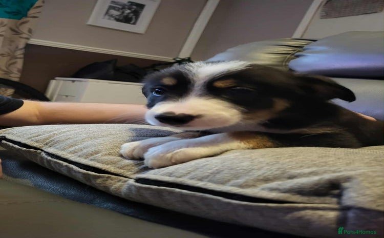 Border Collie dogs - Advert 4