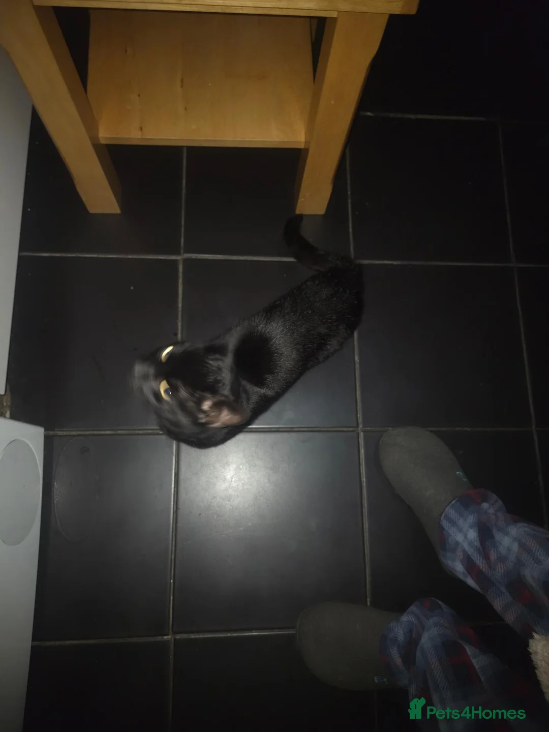 Mixed Breed cats for sale: 2 male black cats - Advert 2