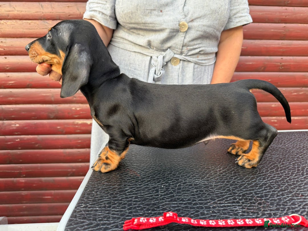 Dachshund dogs for sale: champion bred dachshunds  - Image 12