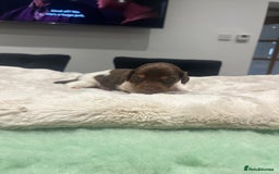 Dachshund dogs for sale: Tiny long haired piebald dachshunds for sale ! - Image 23