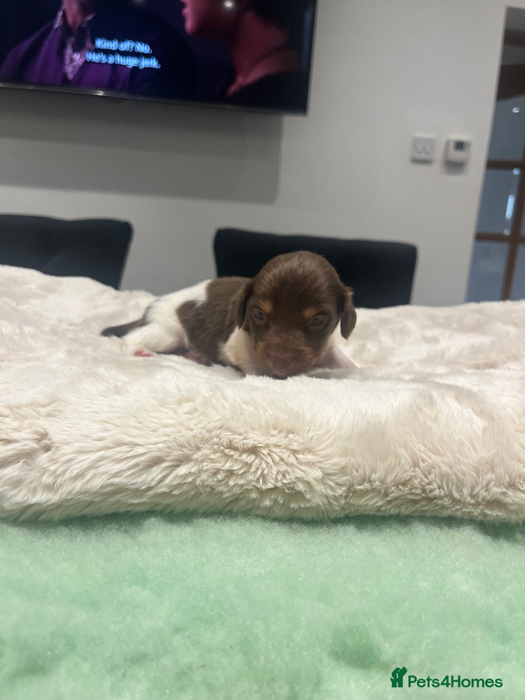 Dachshund dogs for sale: Tiny long haired piebald dachshunds for sale ! - Image 23
