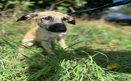 Mixed Breed dogs for adoption: Astra - Norwich Norfolk  - Image 3