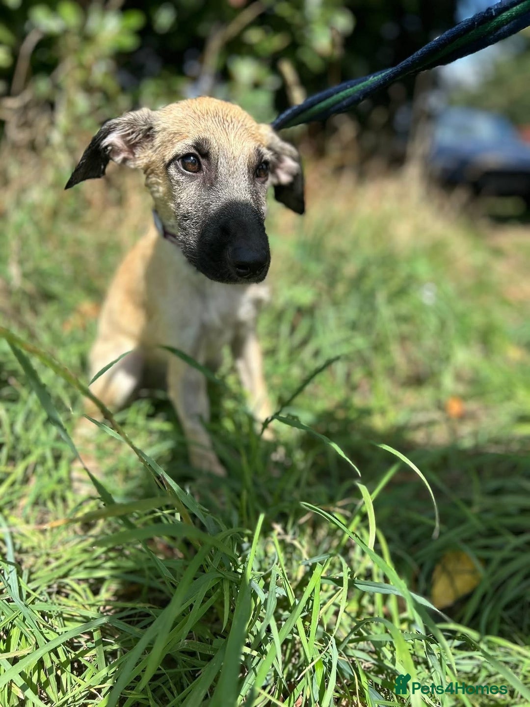 Mixed Breed dogs for adoption: Astra - Norwich Norfolk  - Image 3