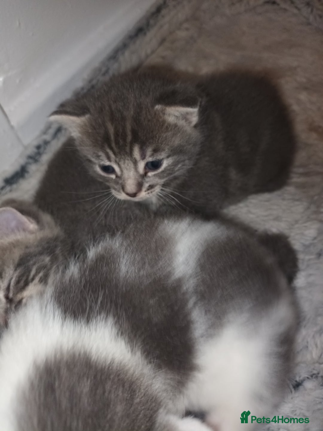 Mixed Breed cats for sale: Beautiful fluffy grey tabby kittens - Image 6
