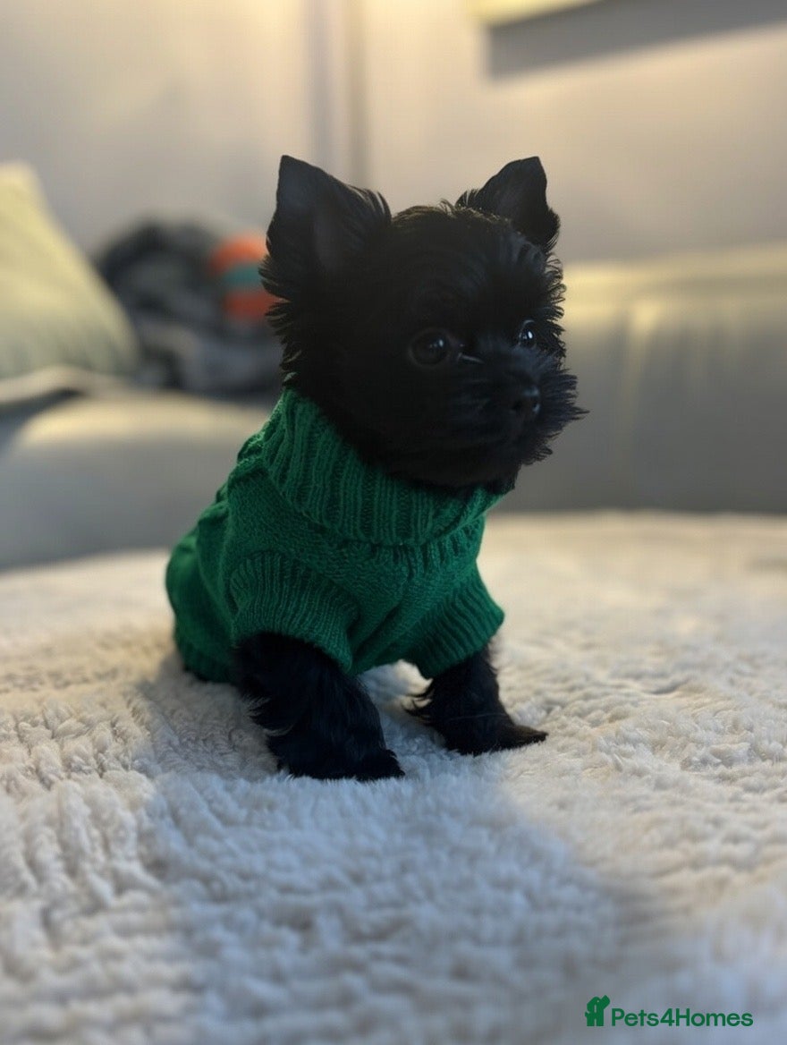 Yorkshire Terrier dogs Mini Black Yorkshire terriers puppies - Advert 5