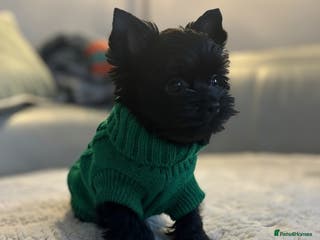 Yorkshire Terrier dogs Mini Black Yorkshire terriers puppies - Advert 5