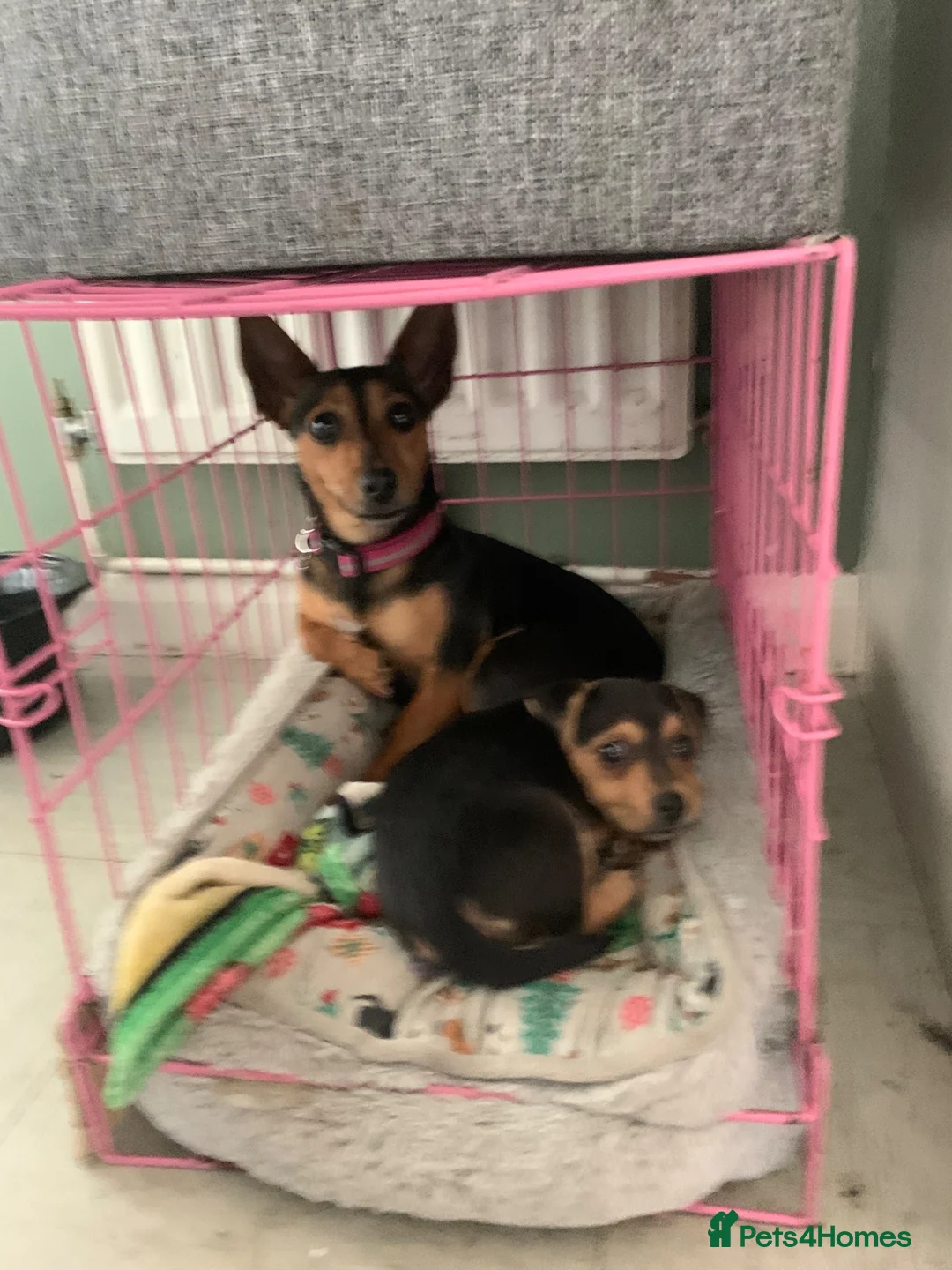 Jack Russell dogs for sale: Female Jack Russell  in Brierley Hill - Advert 2