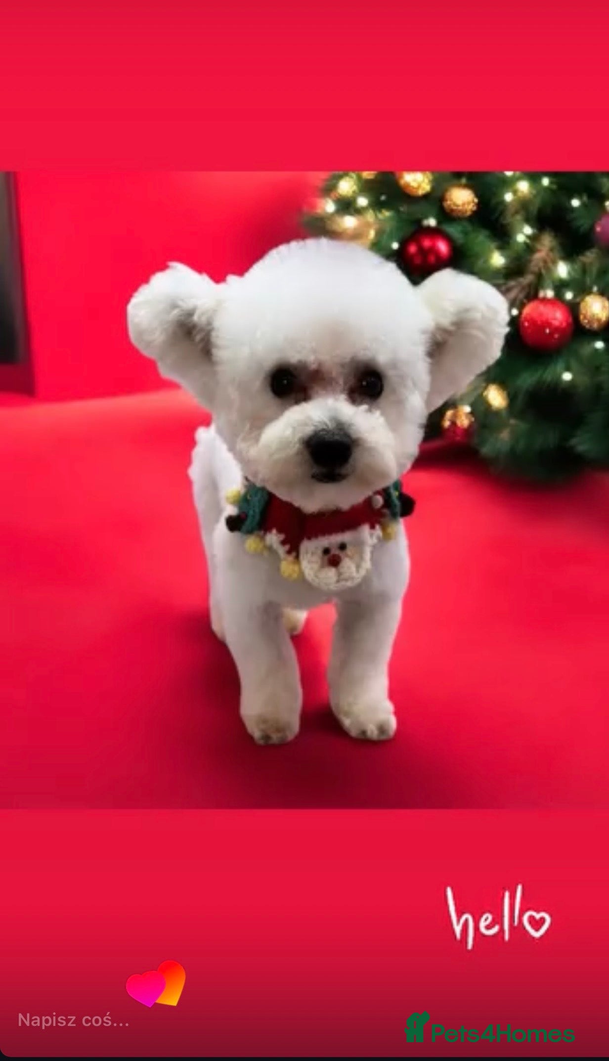 Bichon Frise dogs Male  - Advert 3