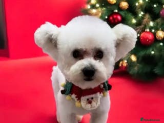 Bichon Frise dogs Male - Advert 1