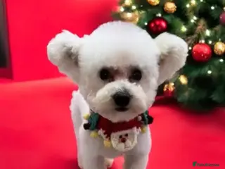 Bichon Frise dogs Male - Advert 2