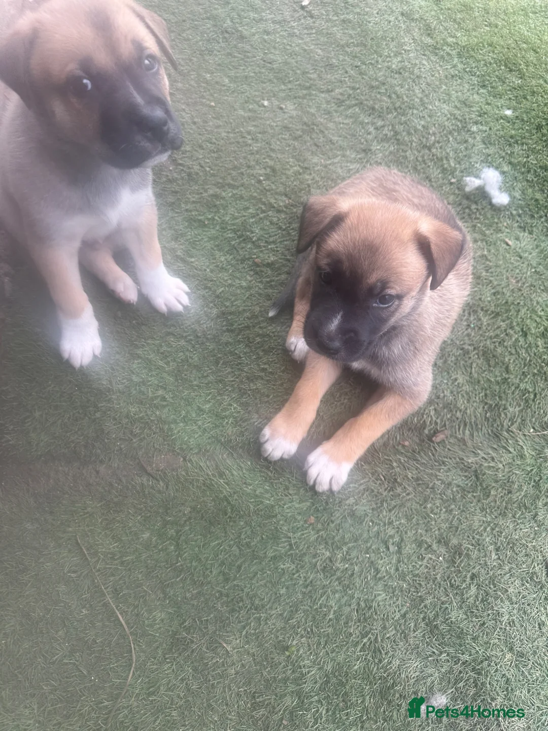 Mixed Breed dogs for sale: Puppy’s  - Advert 2