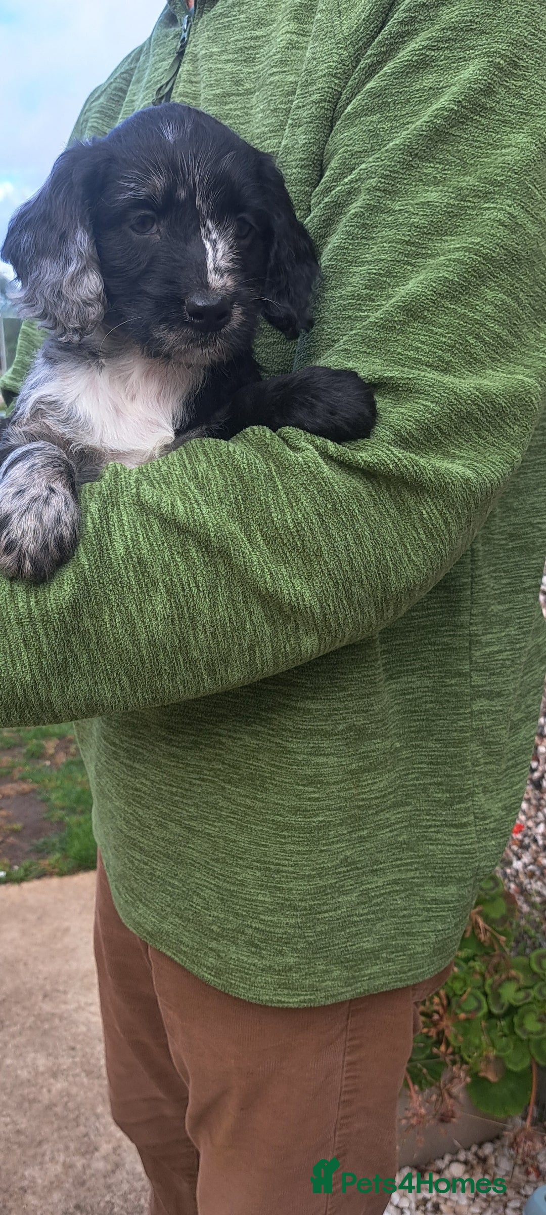 Cockapoo dogs for sale: F1 Cockapoo Puppies - Image 4