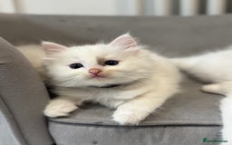 Ragdoll cats for sale: Pure fluffy Ragdoll kittens looking for5 star home - Image 20