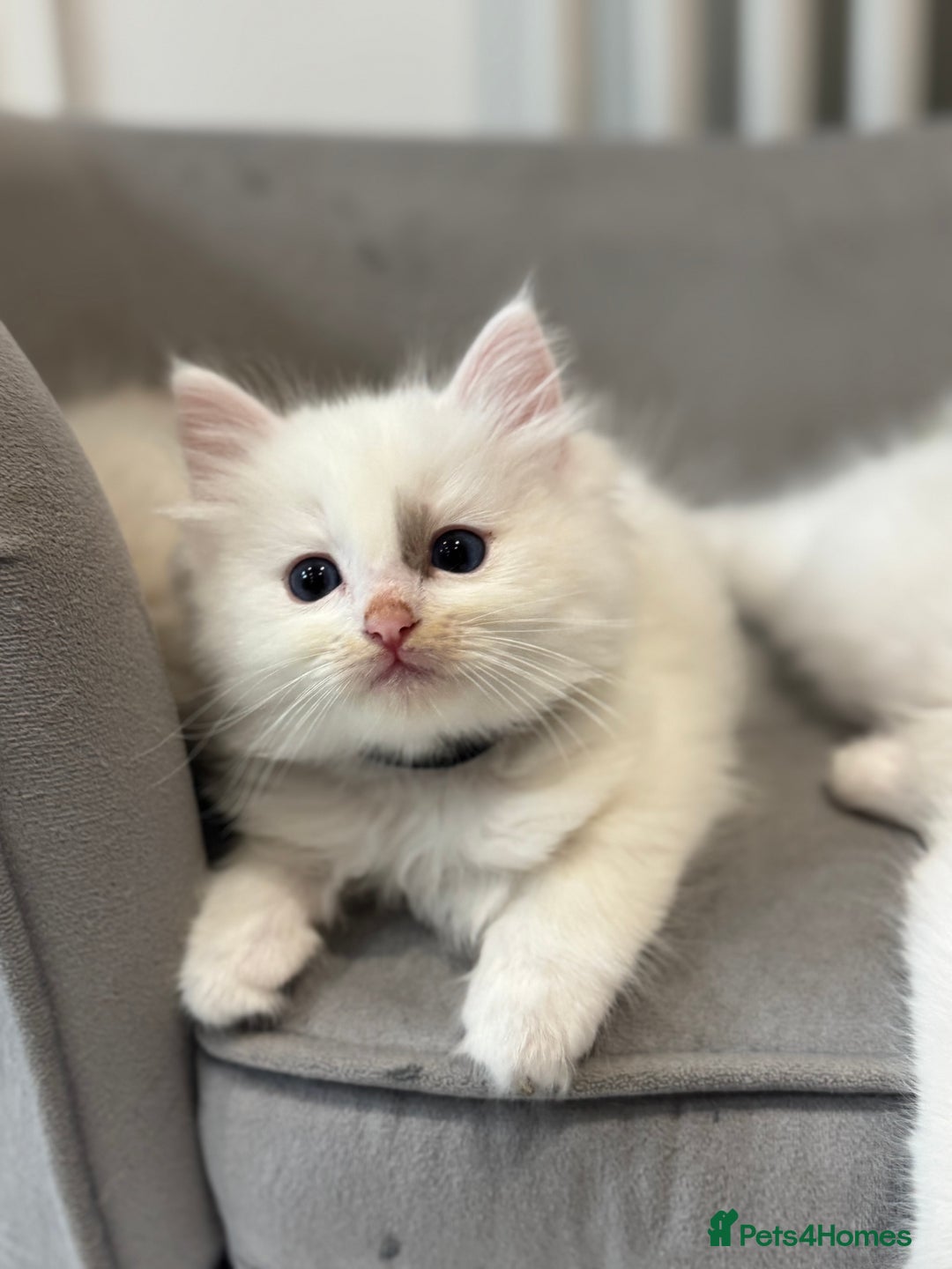 Ragdoll cats for sale: Pure fluffy Ragdoll kittens looking for5 star home - Image 20