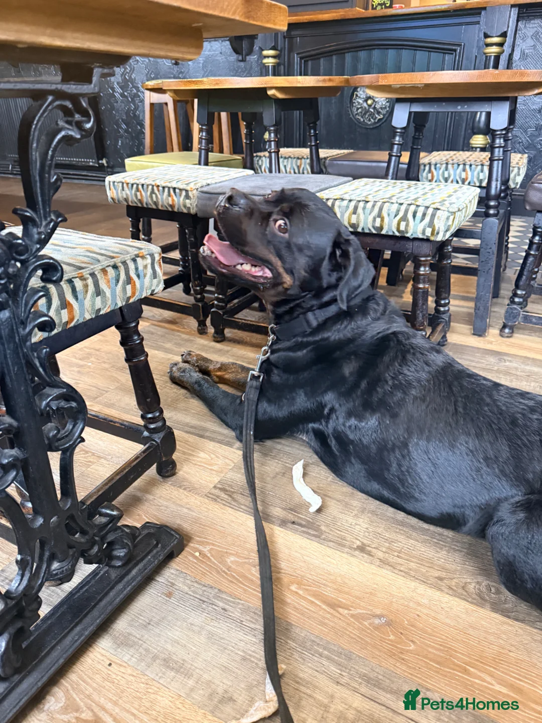 Rottweiler dogs for stud: For stud  in Bolton - Advert 1