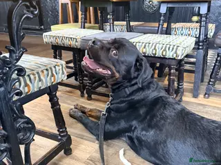 Rottweiler dogs For stud - Advert 1