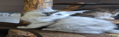 Maine Coon Kitten 1 Fuji