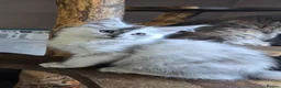 Maine Coon cats for sale: Stunning registered Maine Coon kittens - Advert 1