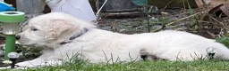 Golden Retriever dogs for sale: Gorgeous Chunky Golden Retriever Puppies - Advert 12
