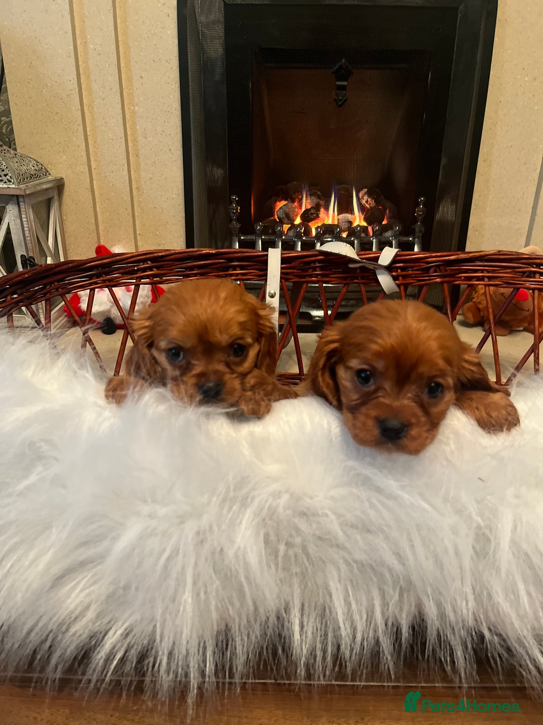 Cavalier King Charles Spaniel dogs for sale: Cavalier King Charles quality puppies for sale  - Advert 8