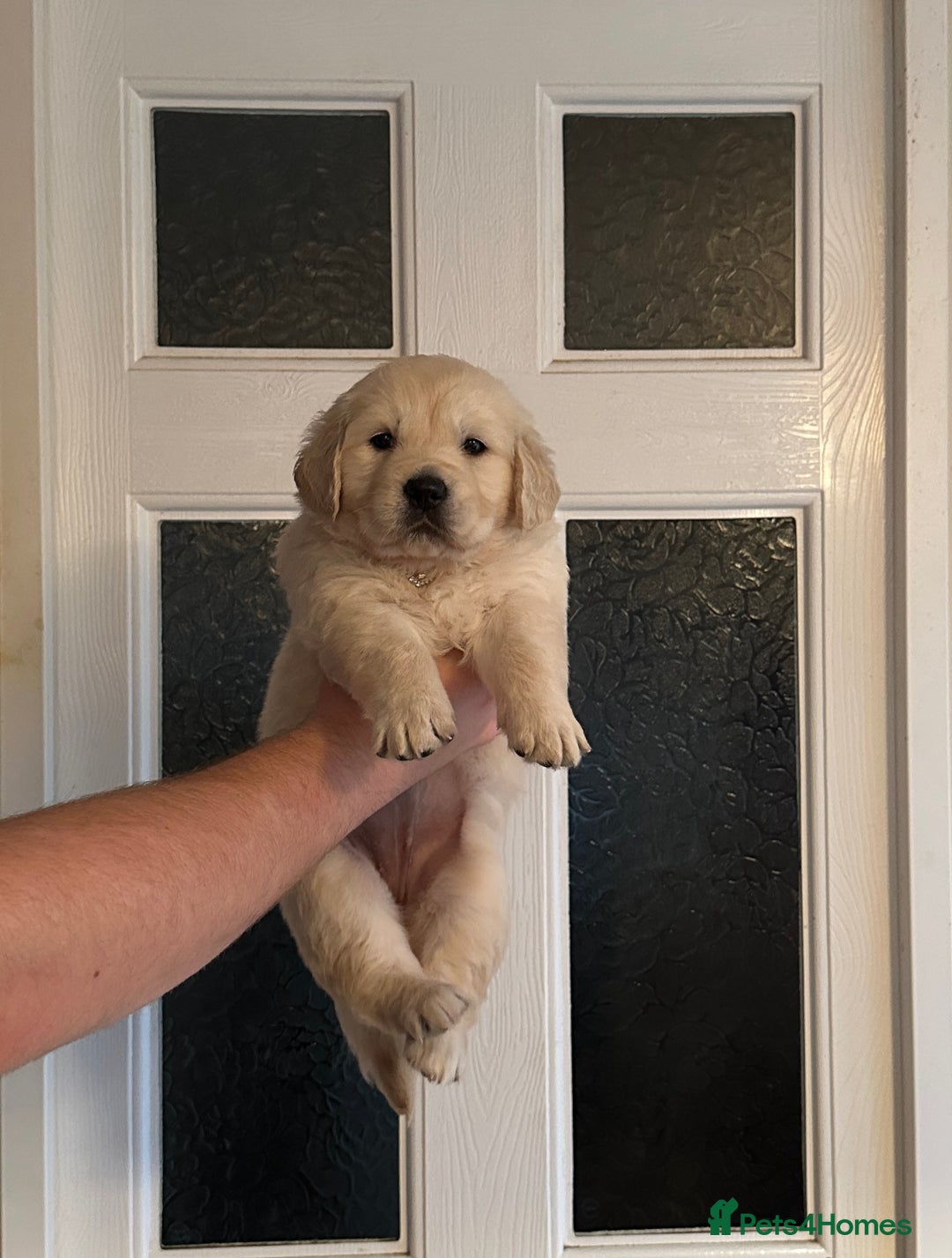 Golden Retriever dogs for sale: Stunning golden retriever puppies for sale  - Advert 22