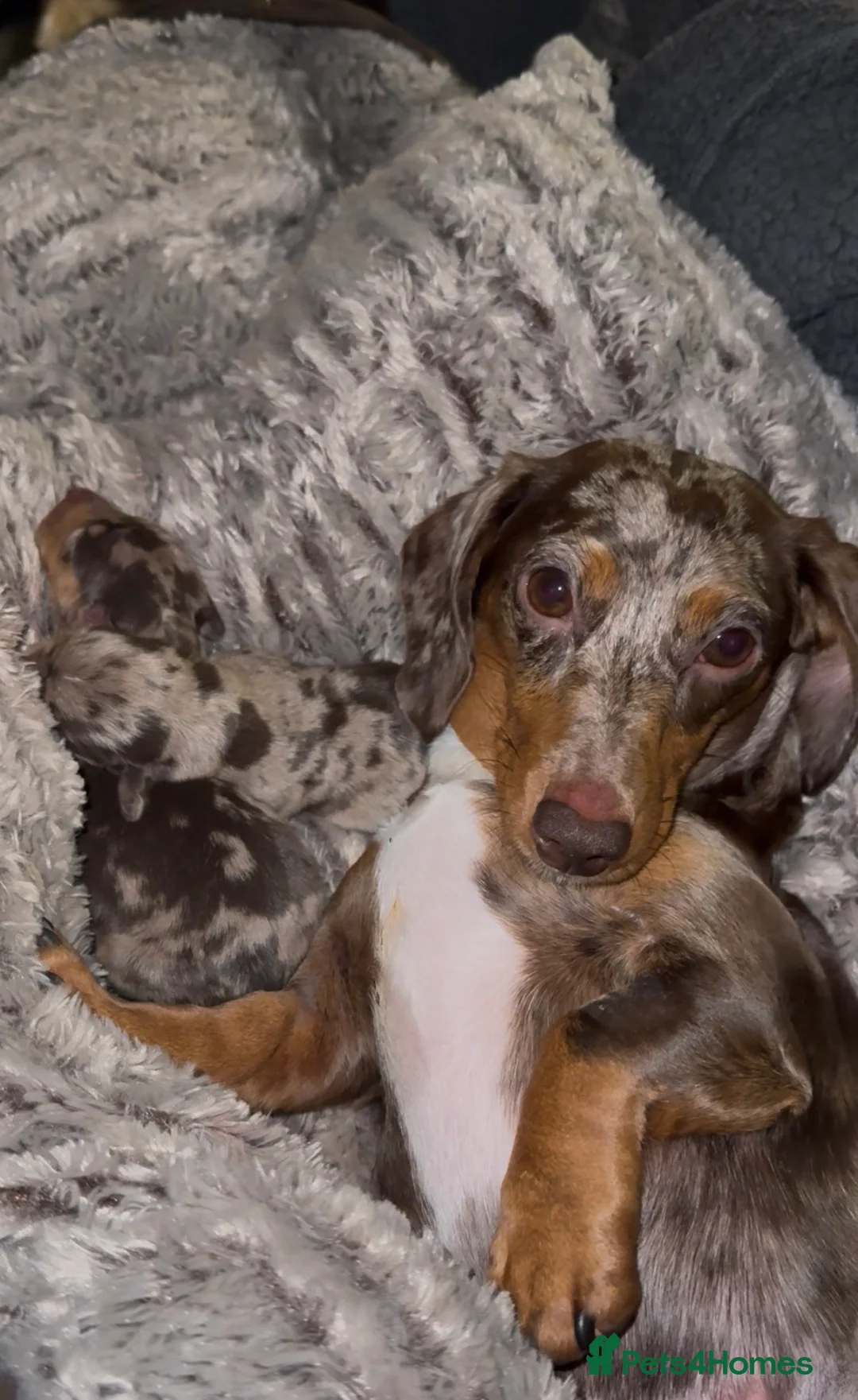 Miniature Dachshund dogs for sale: KC Reg Mini Dachshund Puppies Chocolate Dapple  - Advert 1