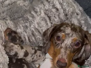 Miniature Dachshund dogs KC Reg Mini Dachshund Puppies Chocolate Dapple - Advert 1