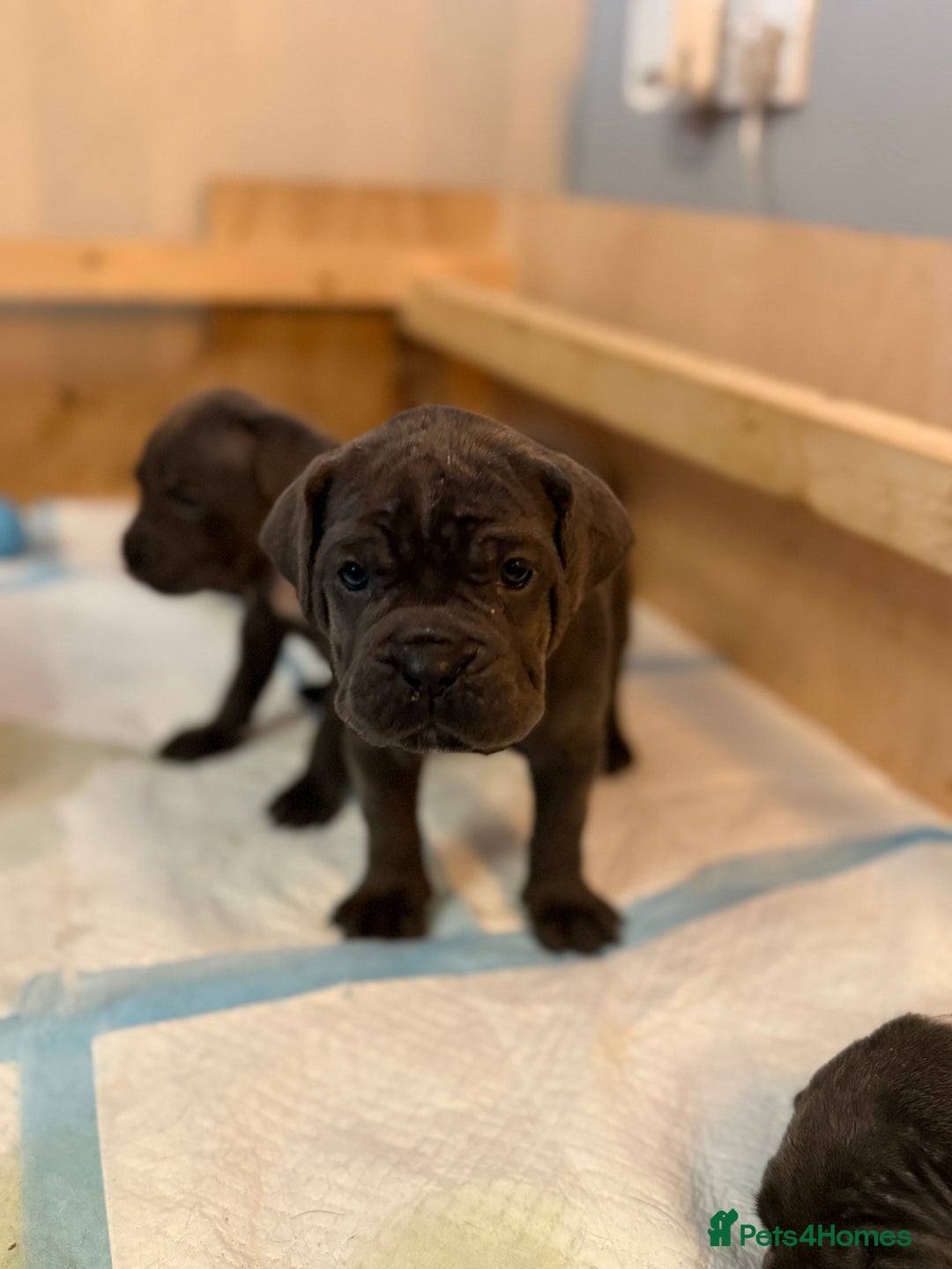 Cane Corso dogs for sale: Cane Corso Puppy 2 - Italian mastiff (cane corso) - Image 6
