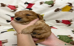 Cockapoo dogs for sale: Five Beautiful Cockerpoo Puppies  - Image 4