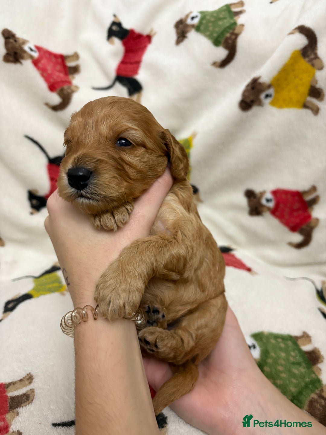 Cockapoo dogs for sale: Five Beautiful Cockerpoo Puppies  - Image 4