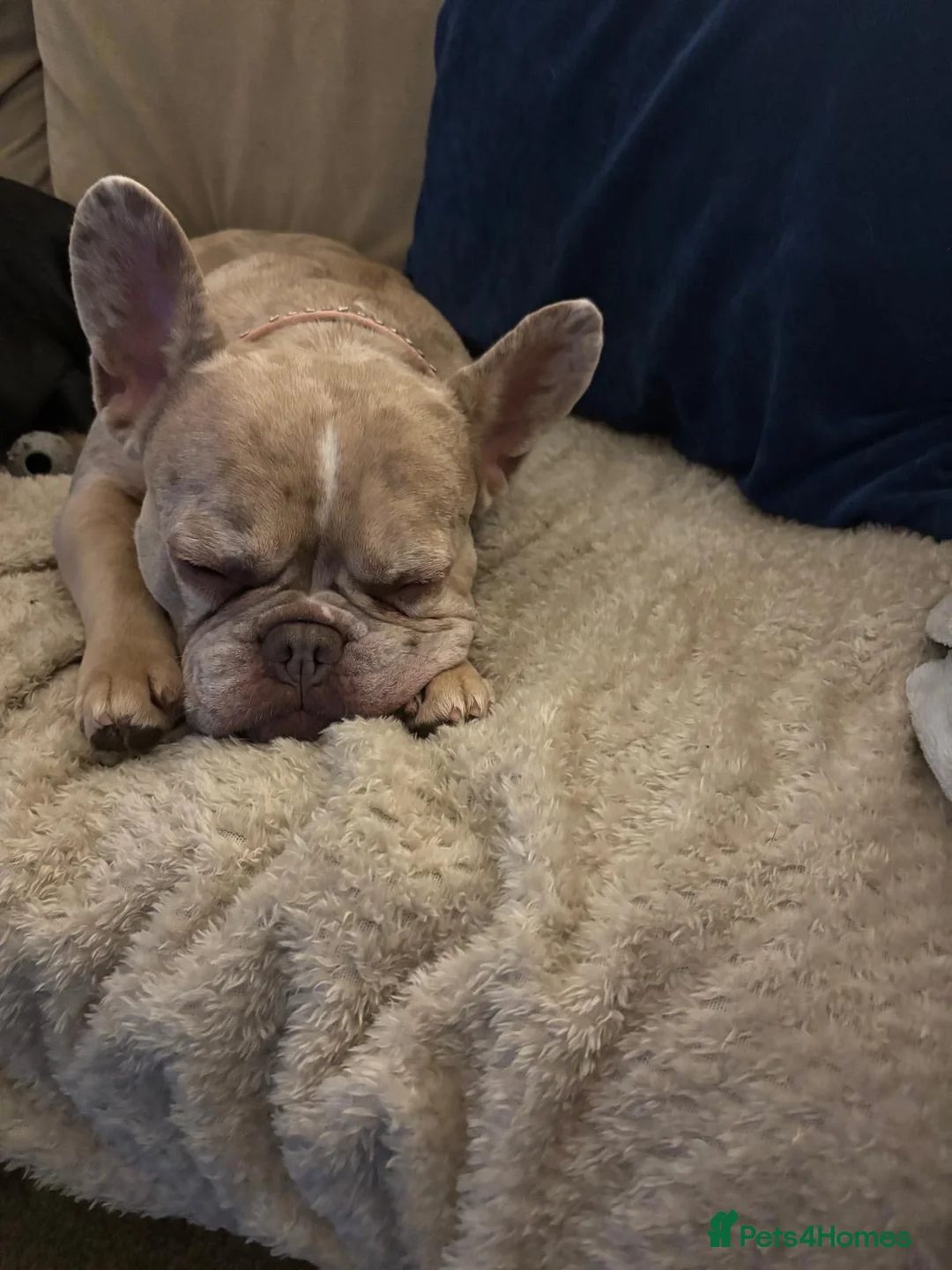 French Bulldog dogs for sale: Female French bulldog - Advert 3