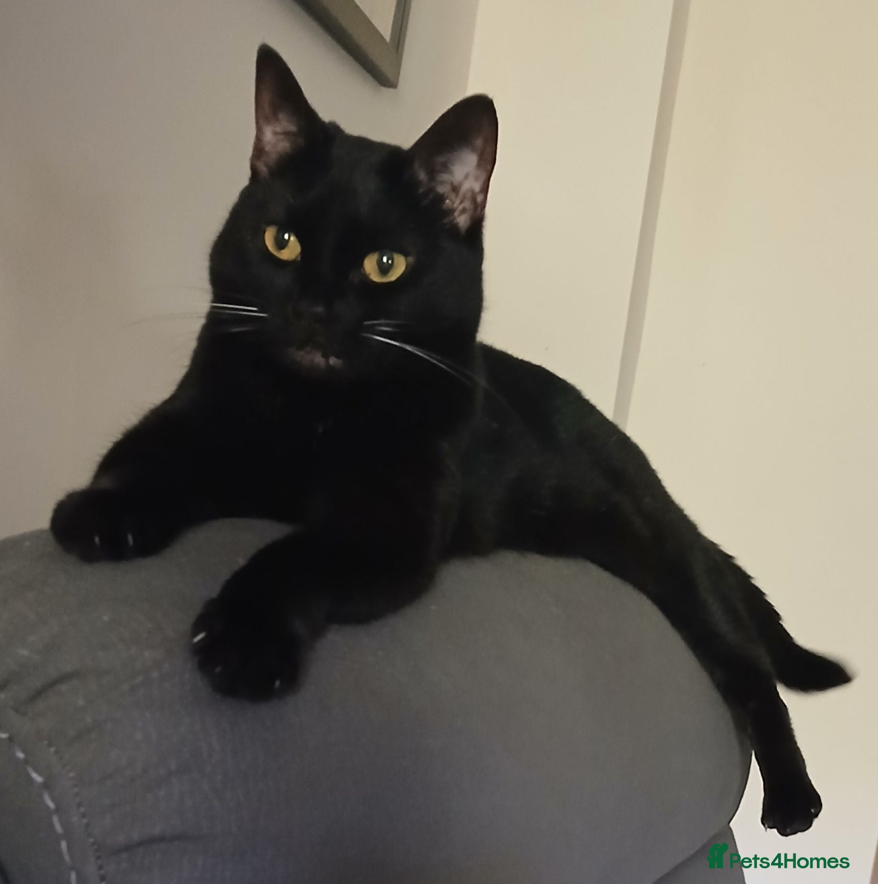 British Shorthair cats Beautiful Adult Female Cat - Advert 1