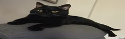 British Shorthair cats for sale: Beautiful Adult Female Cat in Sittingbourne - Advert 1