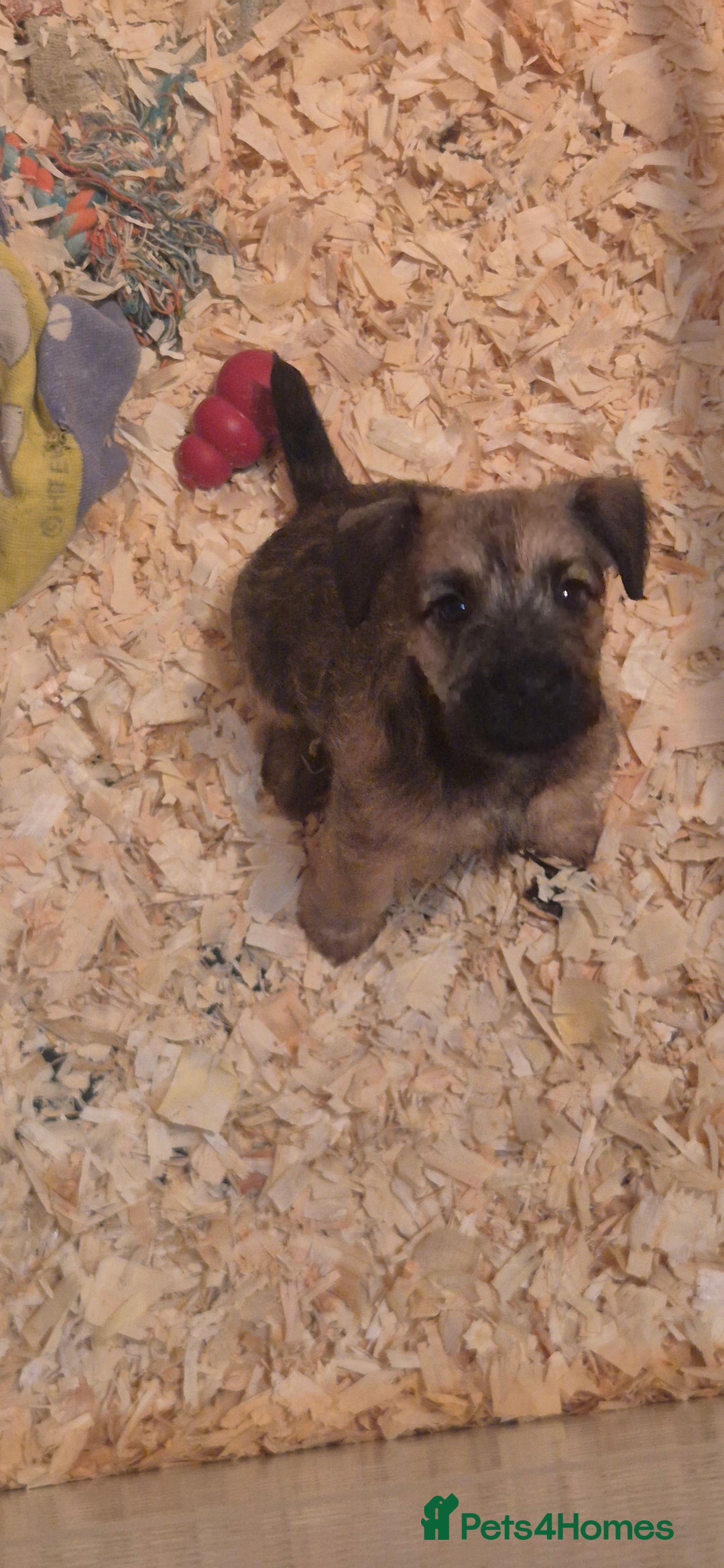 Patterdale Terrier dogs for sale: Patterdale x lakeland pups  - Image 11