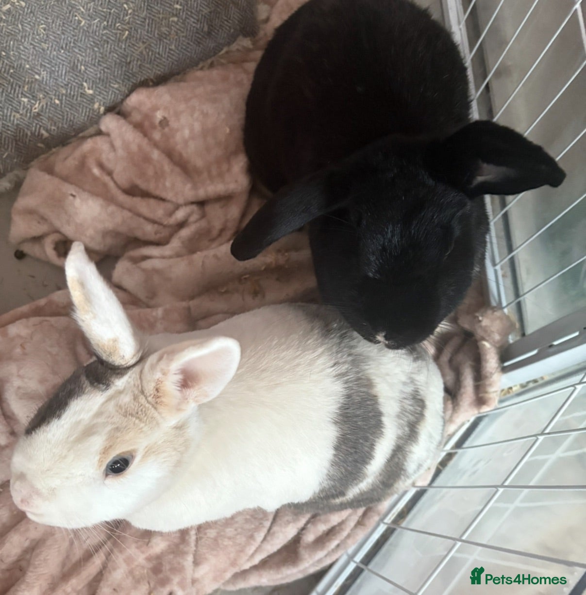 Mixed Breed rabbits Pair of friendly rabbits  - Advert 1