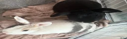 Mixed Breed rabbits for sale: Pair of friendly rabbits  - Advert 1