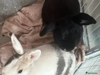 Mixed Breed rabbits Pair of friendly rabbits - Advert 2