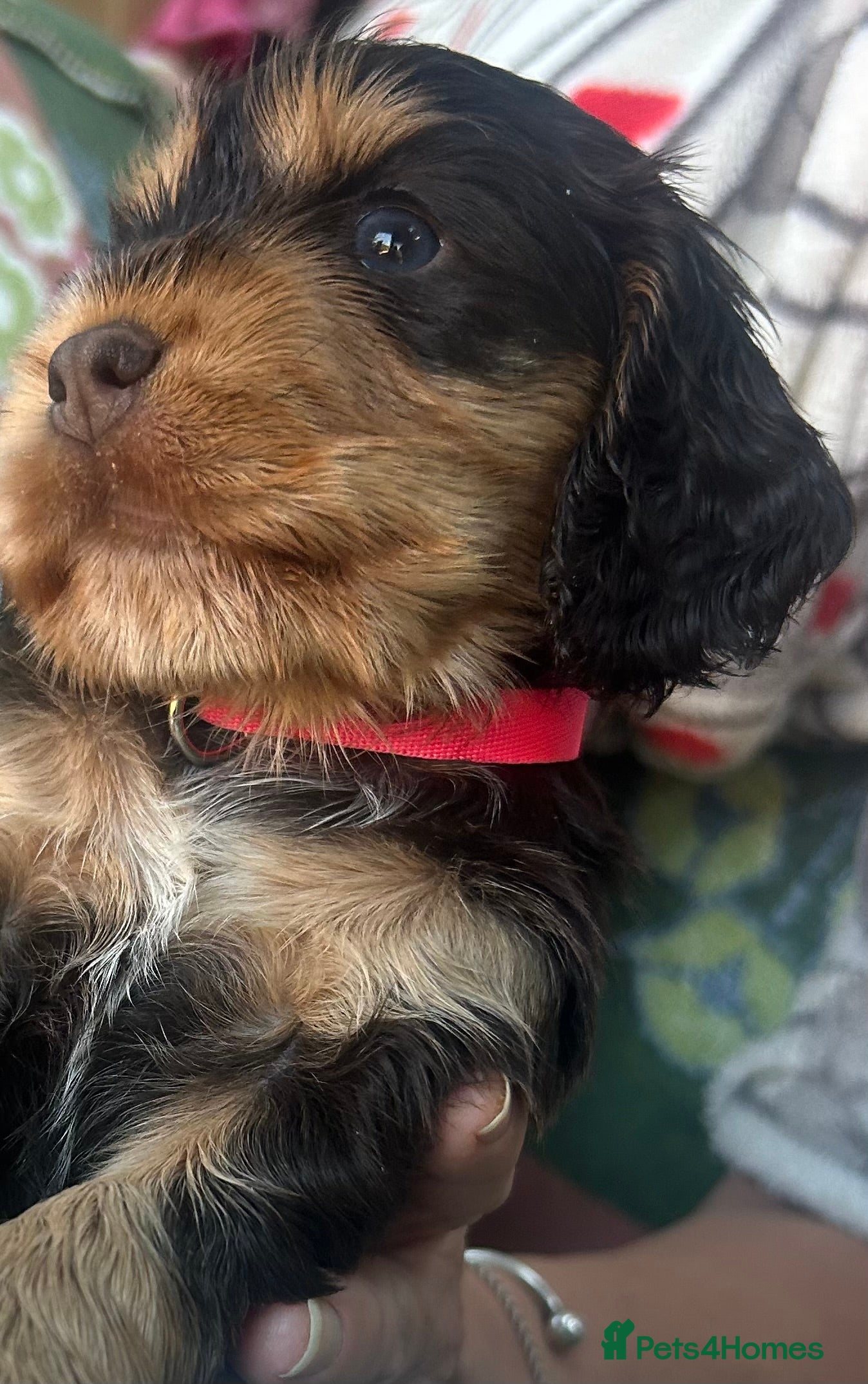 Cocker Spaniel dogs KC Show Cocker Spaniel Puppies based in Sheffield  - Advert 2